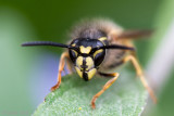 Common Wasp - Gewone Wesp - Vespula vulgaris