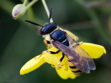 European Beewolf - Bijenwolf - Philanthus triangulum