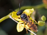 European Beewolf - Bijenwolf - Philanthus triangulum