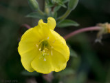 Sundrop - Teunisbloem - Oenothera