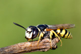 European Beewolf - Bijenwolf - Philanthus triangulum