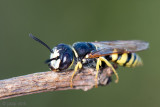 European Beewolf - Bijenwolf - Philanthus triangulum