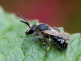 Halictinae - Matte Bandgroefbij - Lasioglossum leucozonium