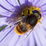 Syrphidae - Hommelbijvlieg - Eristalis intricaria 