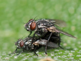 Sarcophaga - Vleesvlieg - Helicophagella