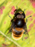 Syrphidae - Hommelbijvlieg - Eristalis intricaria 
