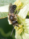 Sweat bee - Roodpotige Groefbij - Halictus rubicundus