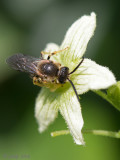 Sweat bee - Roodpotige Groefbij - Halictus rubicundus