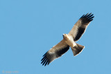 Booted Eagle - Dwergarend - Hieraaetus pennatus