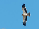 Booted Eagle - Dwergarend - Hieraaetus pennatus