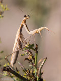 European Mantis - Europese Bidsprinkhaan - Mantis religiosa