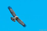 Short-toed Eagle - Slangenarend - Circaetus gallicus