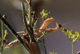 European Mantis - Europese Bidsprinkhaan - Mantis religiosa