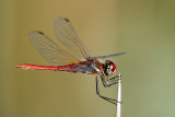 Red-veined darter - Zwervende heidelibel - Sympetrum fonscolombii
