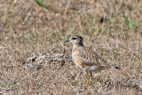 Eurasian Dotterel - Morinelplevier - Charadrius morinellus