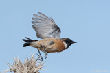 Eurasian Stonechat - Roodborsttapuit - Saxicola rubicola
