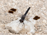 Northern Banded Groundling - Noordelijke Bandgrondlibel - Brachythemis impartita