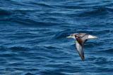 Scopolis Shearwater - Scopolis Pijlstormvogel - Calonectris diomedea