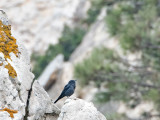 Blue Rock Trush - Blauwe Rotsllijster - Monticola solitarius