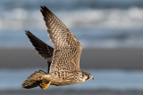 Peregrine - Slechtvalk - Falco peregrinus