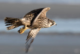 Peregrine - Slechtvalk - Falco peregrinus