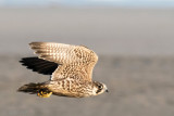 Peregrine - Slechtvalk - Falco peregrinus