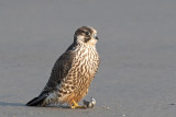 Peregrine - Slechtvalk - Falco peregrinus