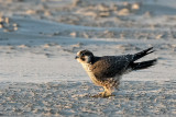 Peregrine - Slechtvalk - Falco peregrinus