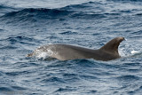Common Bottlenose Dolphin - Tuimelaar - Tursiops truncatus