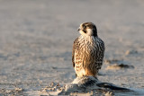 Peregrine - Slechtvalk - Falco peregrinus