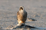 Peregrine - Slechtvalk - Falco peregrinus