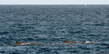 Sperm Whale - Potvis - Physeter macrocephalus
