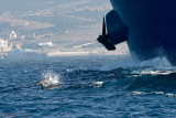 Common Bottlenose Dolphin - Tuimelaar - Tursiops truncatus