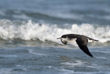 Manx Shearwater - Noordse Pijlstormvogel - Puffinus puffinus