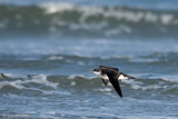 Manx Shearwater - Noordse Pijlstormvogel - Puffinus puffinus