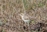Tawny Pipit - Duinpieper - Anthus campestris