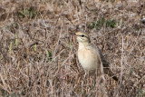 Tawny Pipit - Duinpieper - Anthus campestris