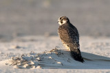 Peregrine - Slechtvalk - Falco peregrinus