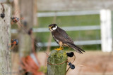 Eurasian Hobby - Boomvalk - Falco subbuteo