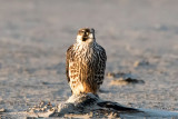 Peregrine - Slechtvalk - Falco peregrinus