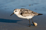 Sanderling - Drieteenstrandloper - Calidris alba