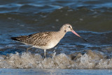 Bar-tailed Godwit - Rosse Grutto - Limosa lapponica