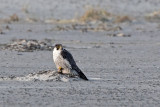 Peregrine - Slechtvalk - Falco peregrinus