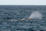 Sperm Whale - Potvis - Physeter macrocephalus