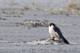 Peregrine - Slechtvalk - Falco peregrinus