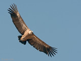 Griffon Vulture - Vale Gier - Gyps fulvus