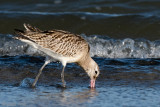 Bar-tailed Godwit - Rosse Grutto - Limosa lapponica