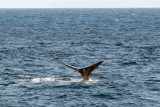 Sperm Whale - Potvis - Physeter macrocephalus