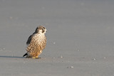 Peregrine - Slechtvalk - Falco peregrinus