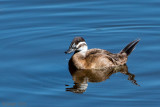 White-headed Duck - Witkopeend - Oxyura leucocephala